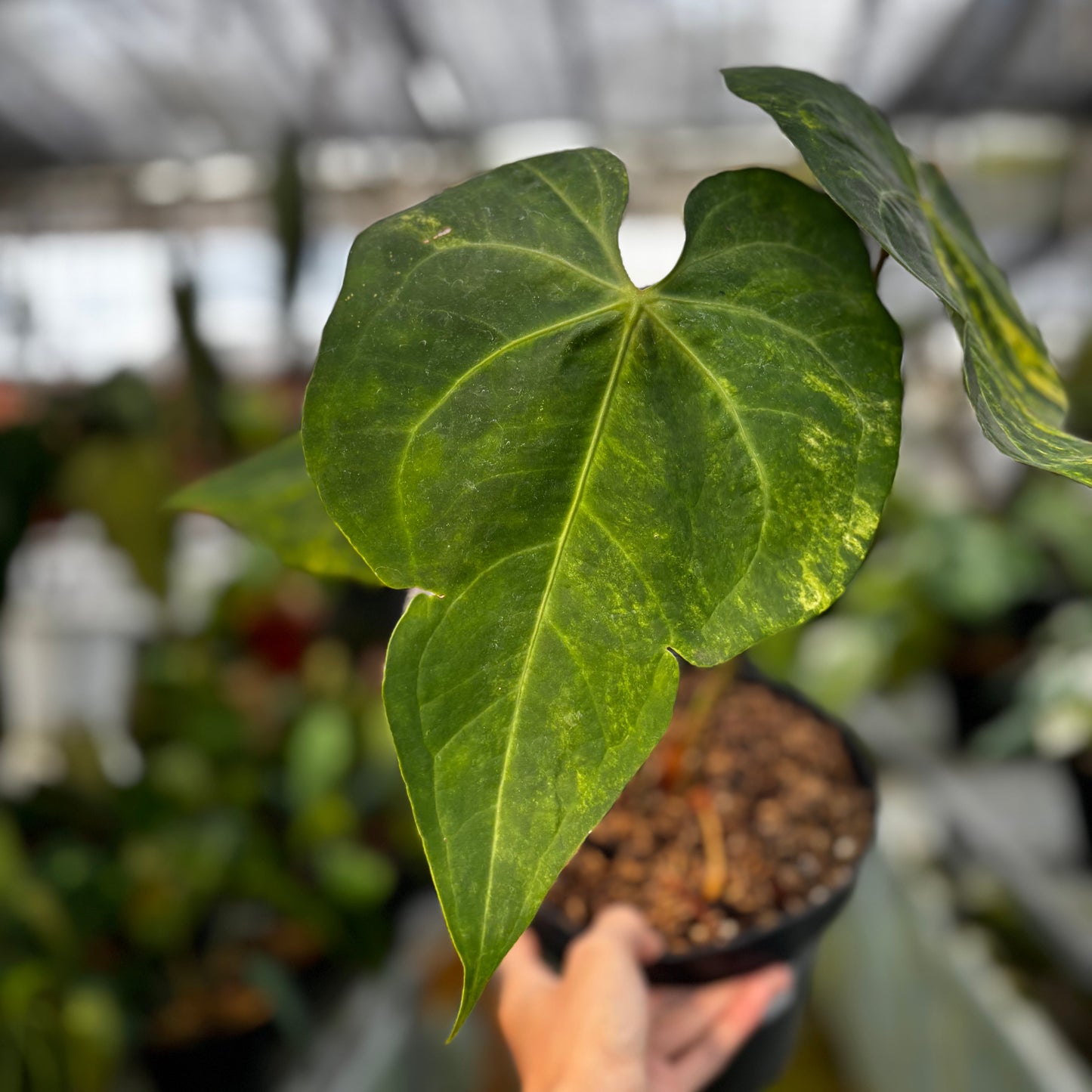 Anthurium Sweet Love Big
