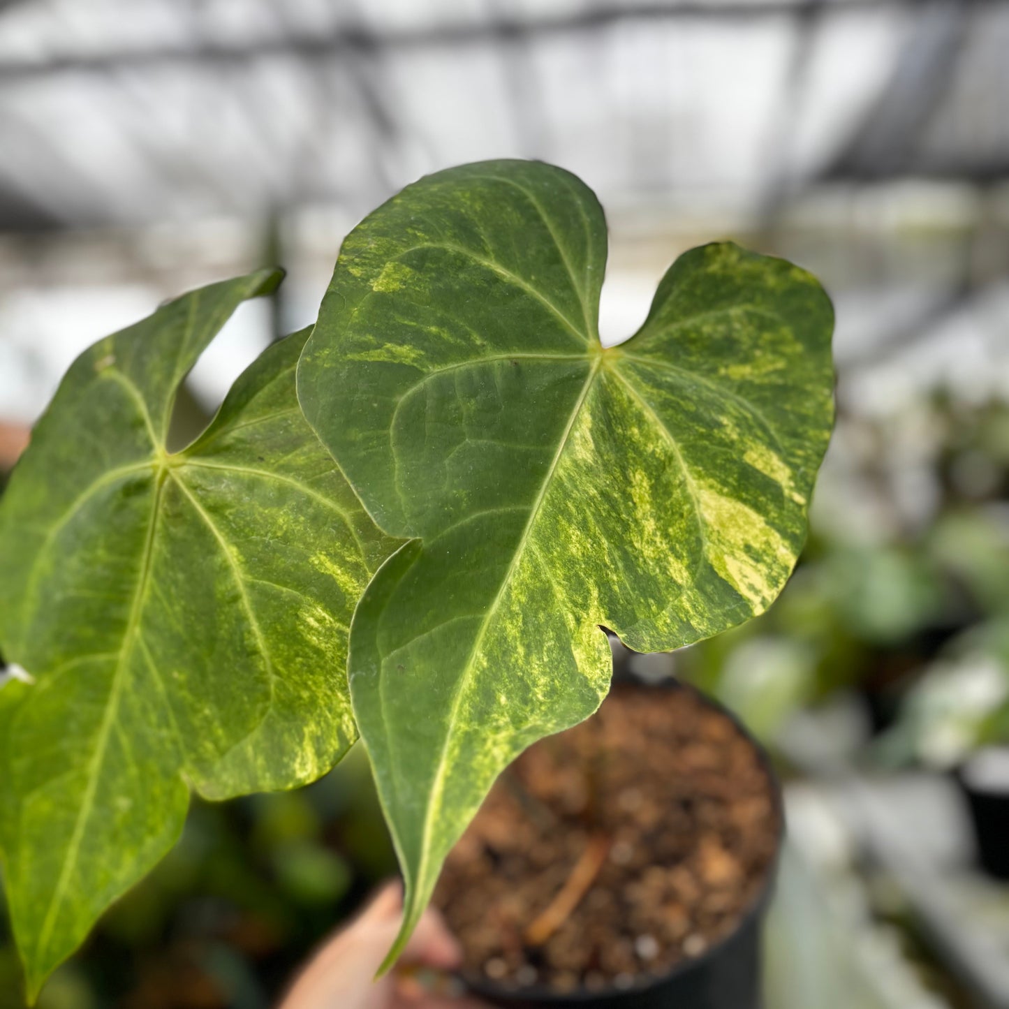 Anthurium Sweet Love Big