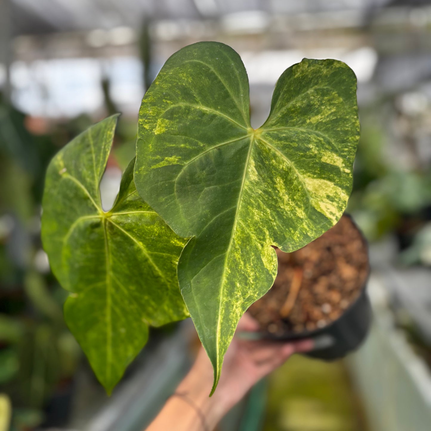 Anthurium Sweet Love Big - Indonesian Rare Plants