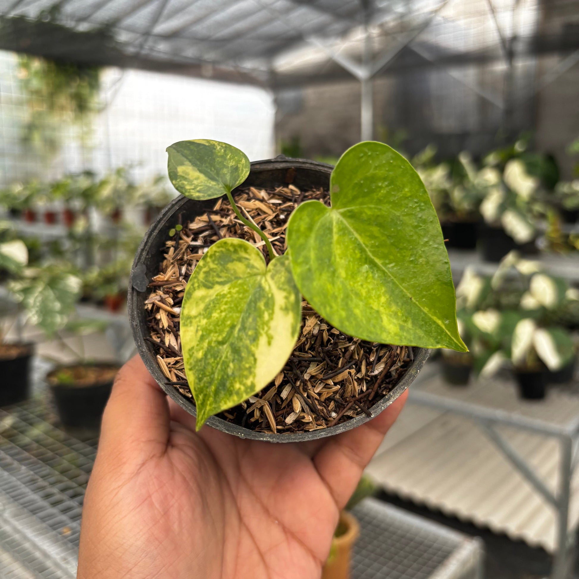 Anthurium Clarinervium Seed Variegated - Indonesian Rare Plants
