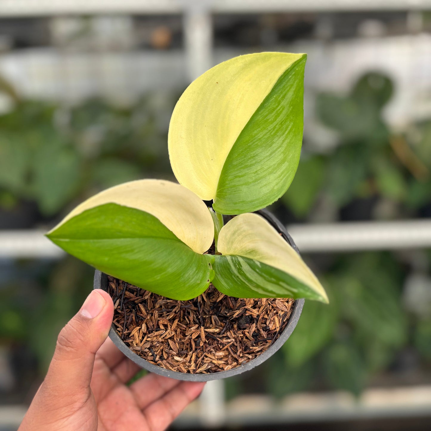 Scindapsus Halfmoon - Indonesian Rare Plants
