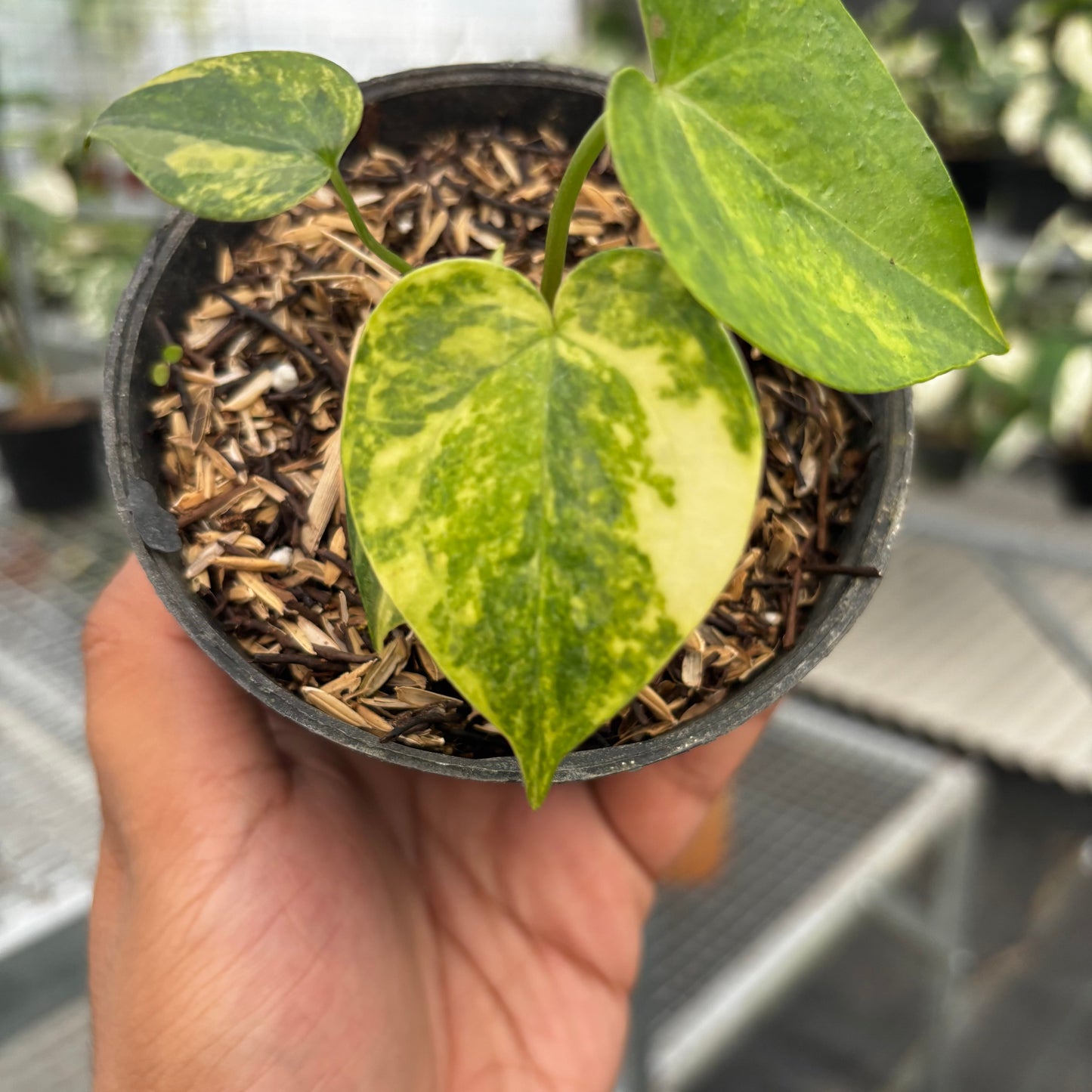 Anthurium Clarinervium Seedling Variegated — photo 2