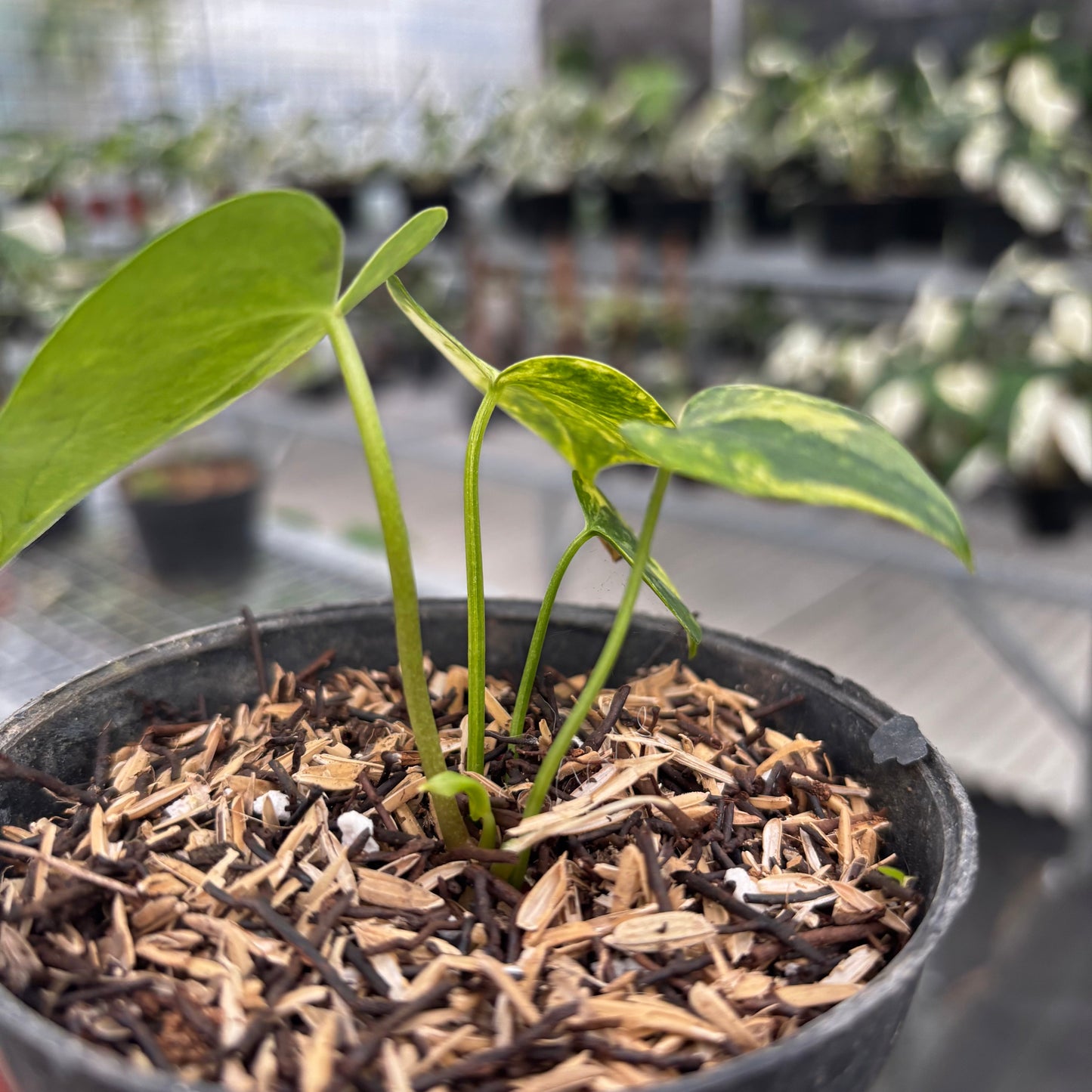 Anthurium Clarinervium Seed Variegated