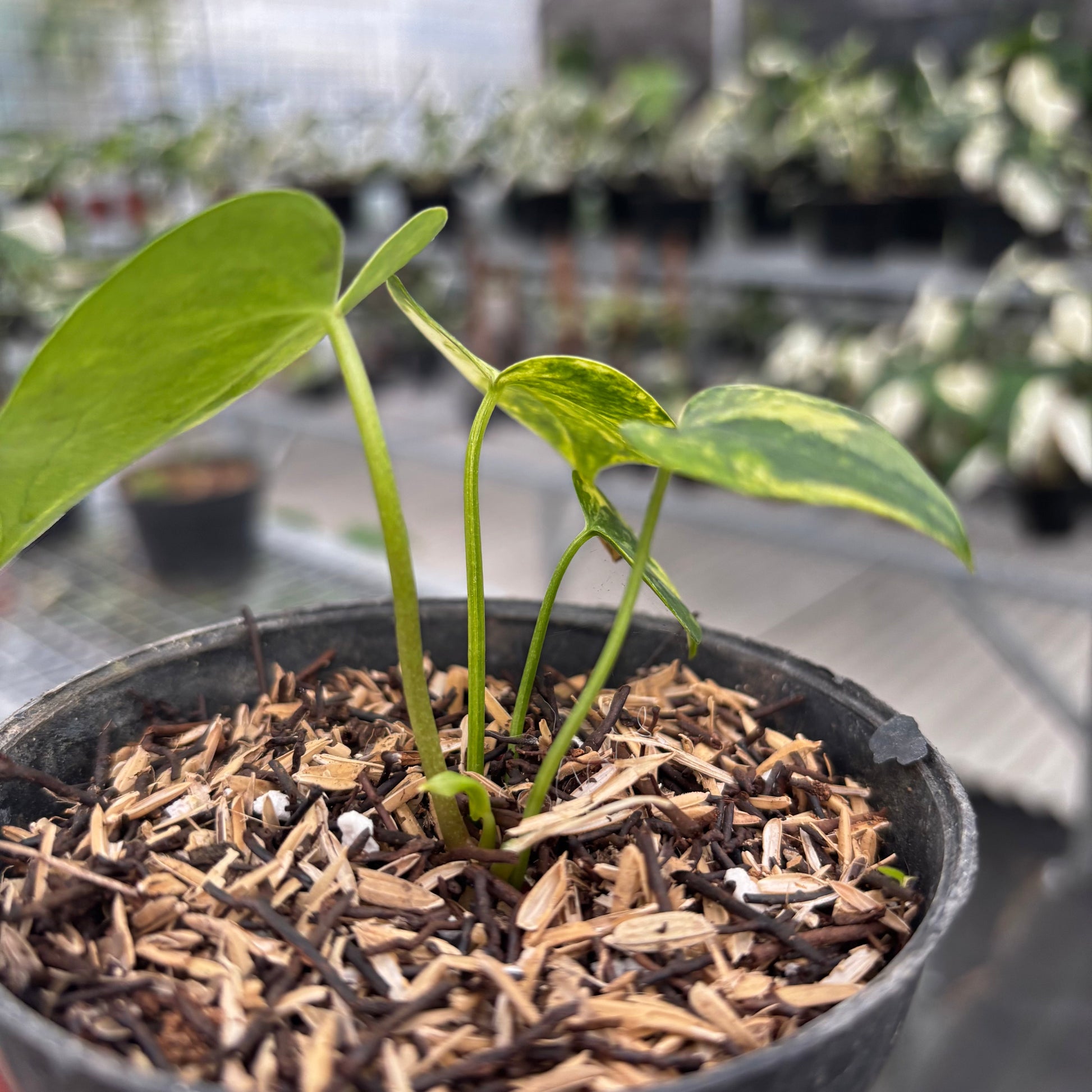 Anthurium Clarinervium Seedling Variegated — photo 4