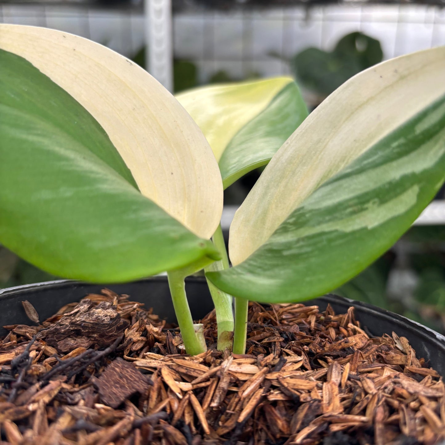 Scindapsus Halfmoon