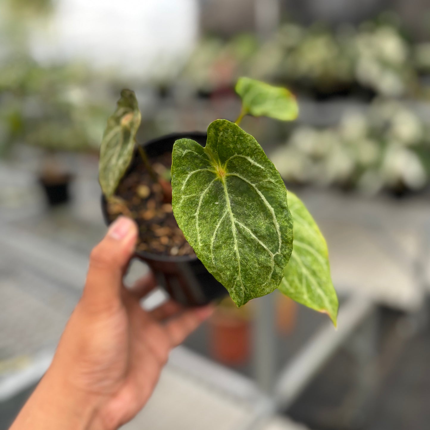 Anthurium Red Spider Platinum Variegated - Indonesian Rare Plants
