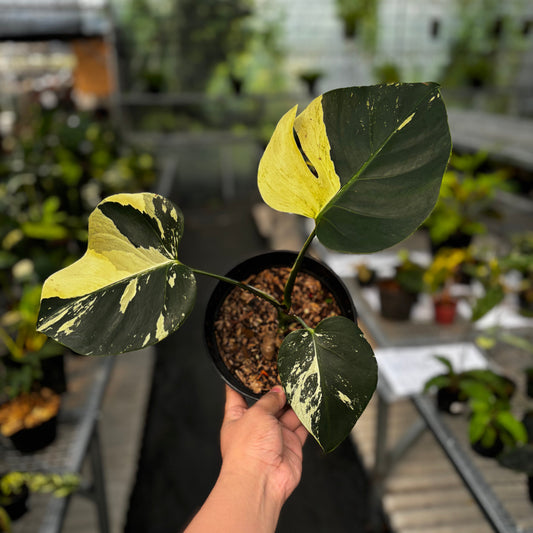 Monstera Mint No ID - Indonesian Rare Plants