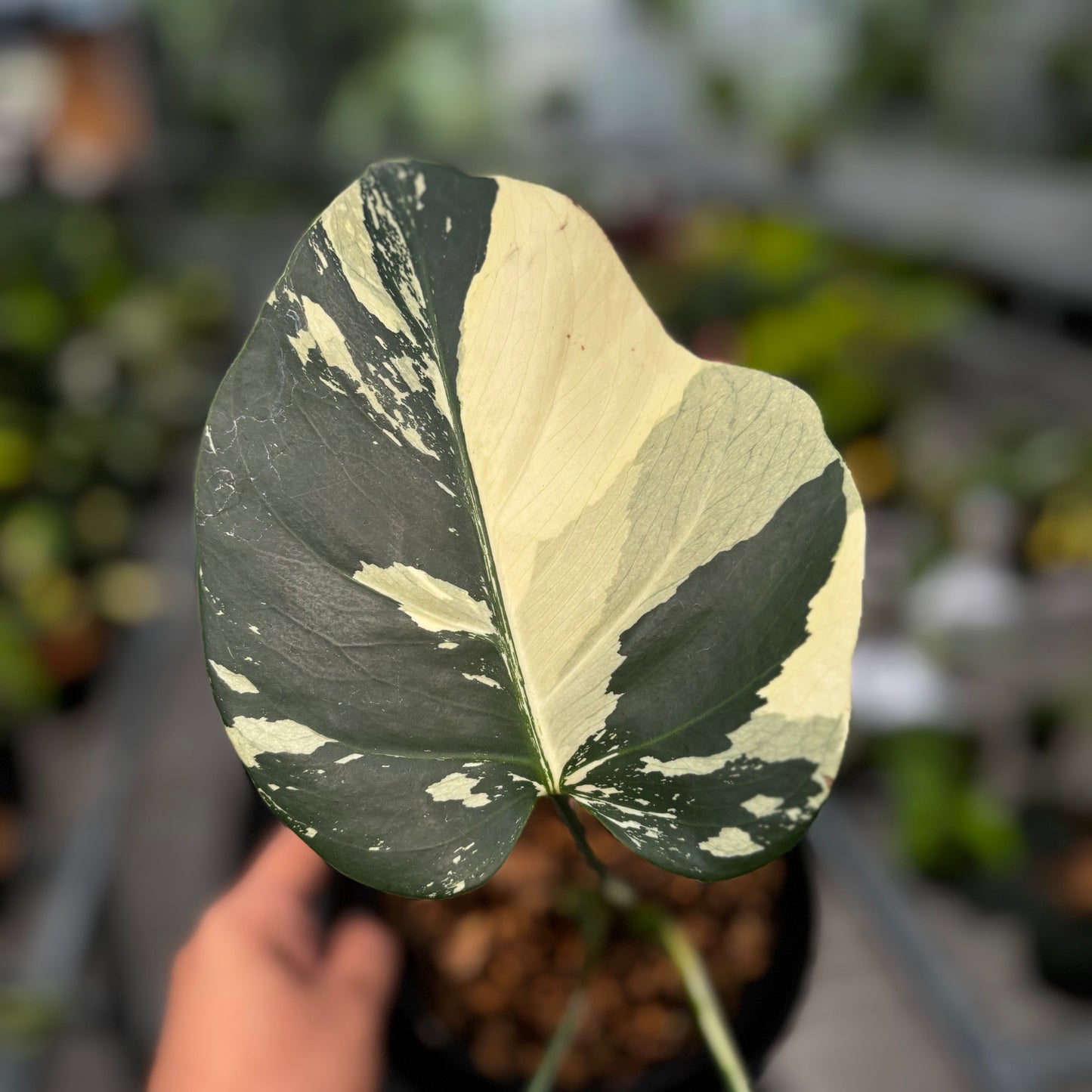 Monstera Mint No ID
