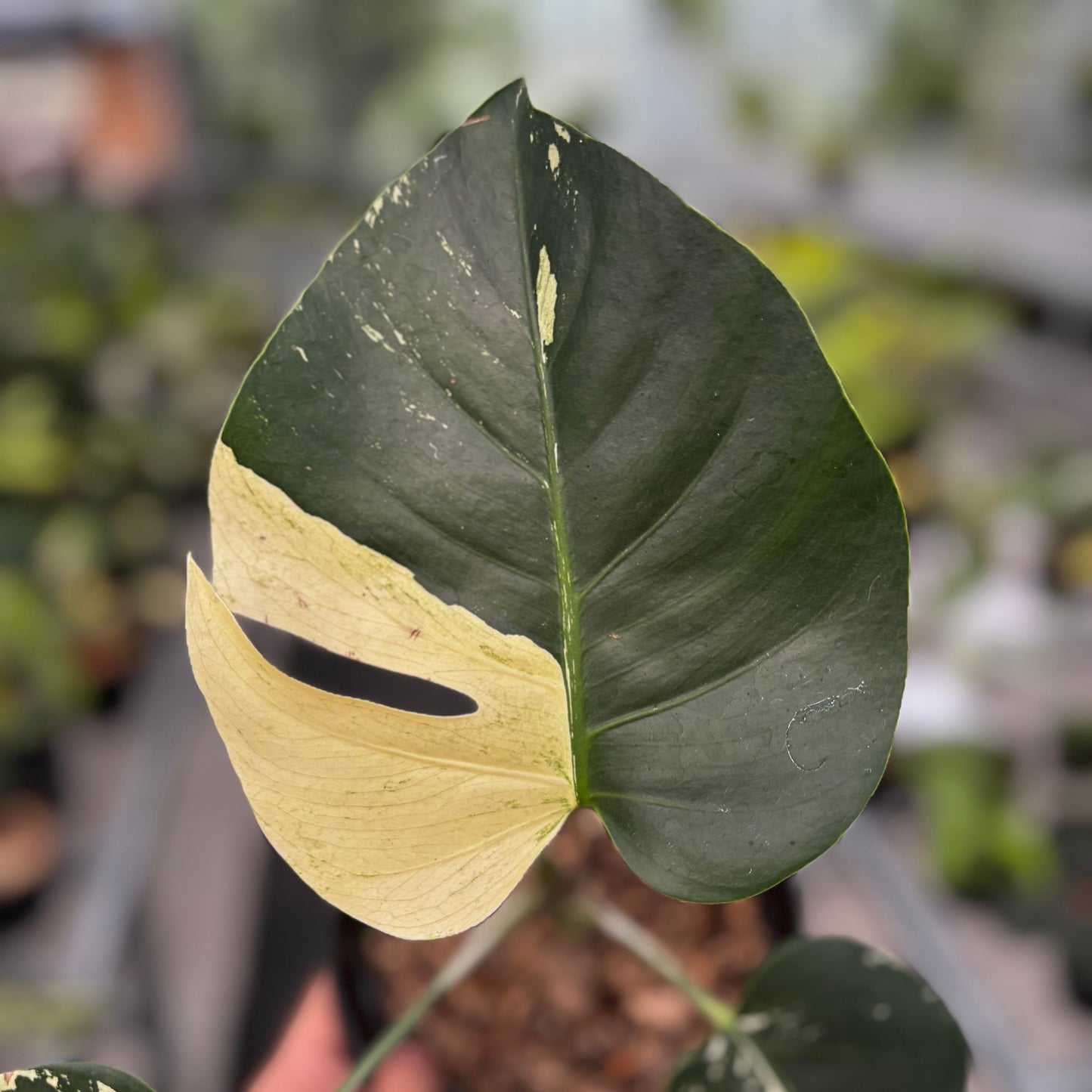Monstera Mint No ID