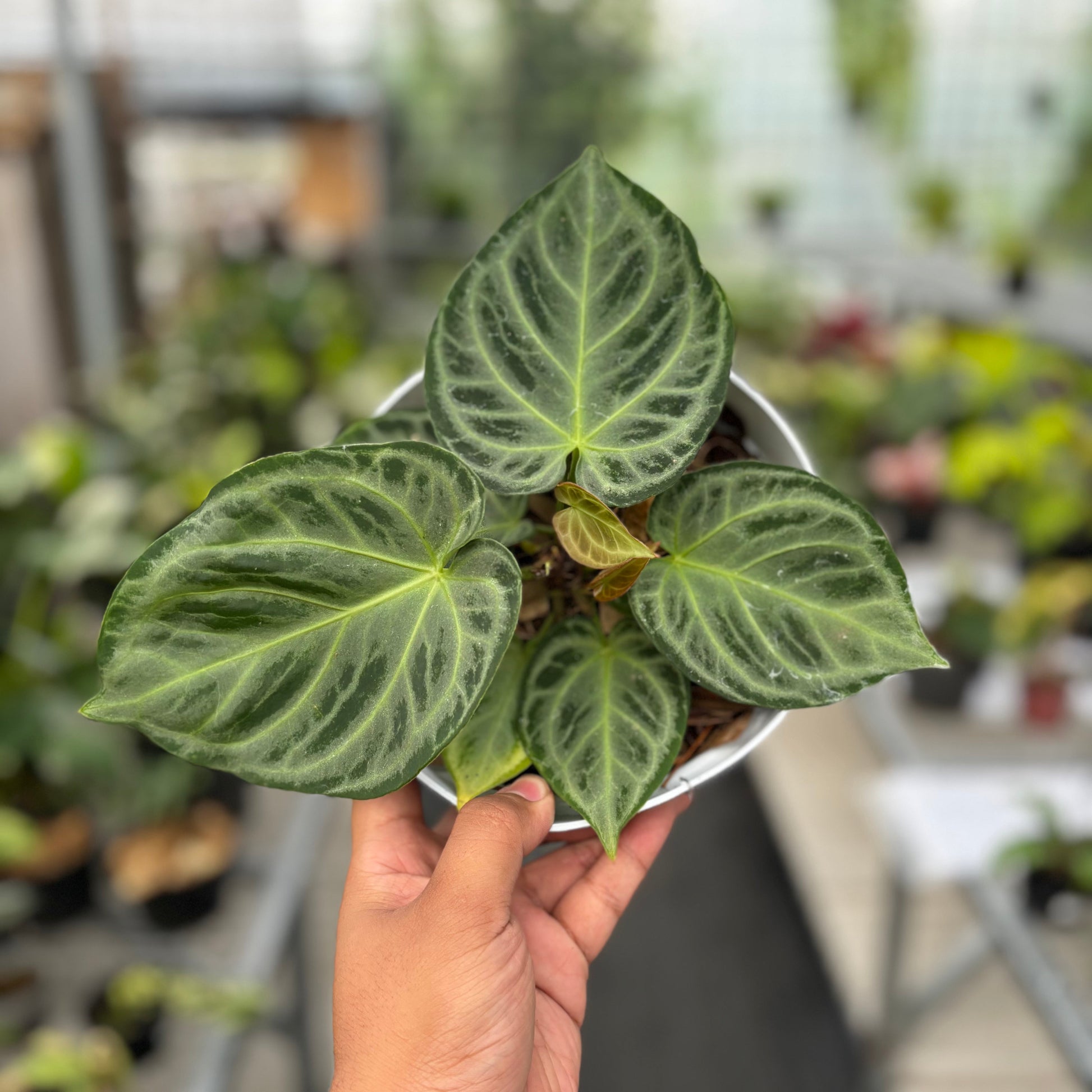 Anthurium Silver Chrome - Full Silver - Indonesian Rare Plants