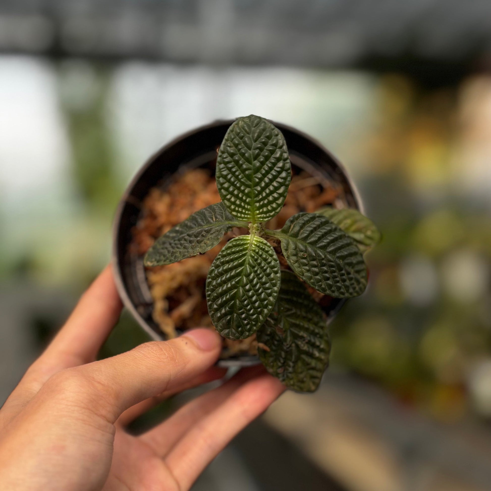 Streblosa Bullata (Argostemma sp. Kayu Lapis) - Indonesian Rare Plants