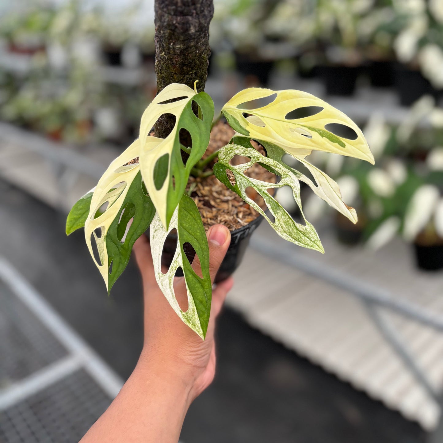 Monstera Adansonii ‘Giant’ Albo Variegated - Indonesian Rare Plants