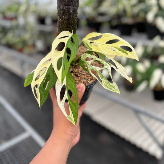 Monstera Adansonii ‘Giant’ Albo Variegated - Indonesian Rare Plants