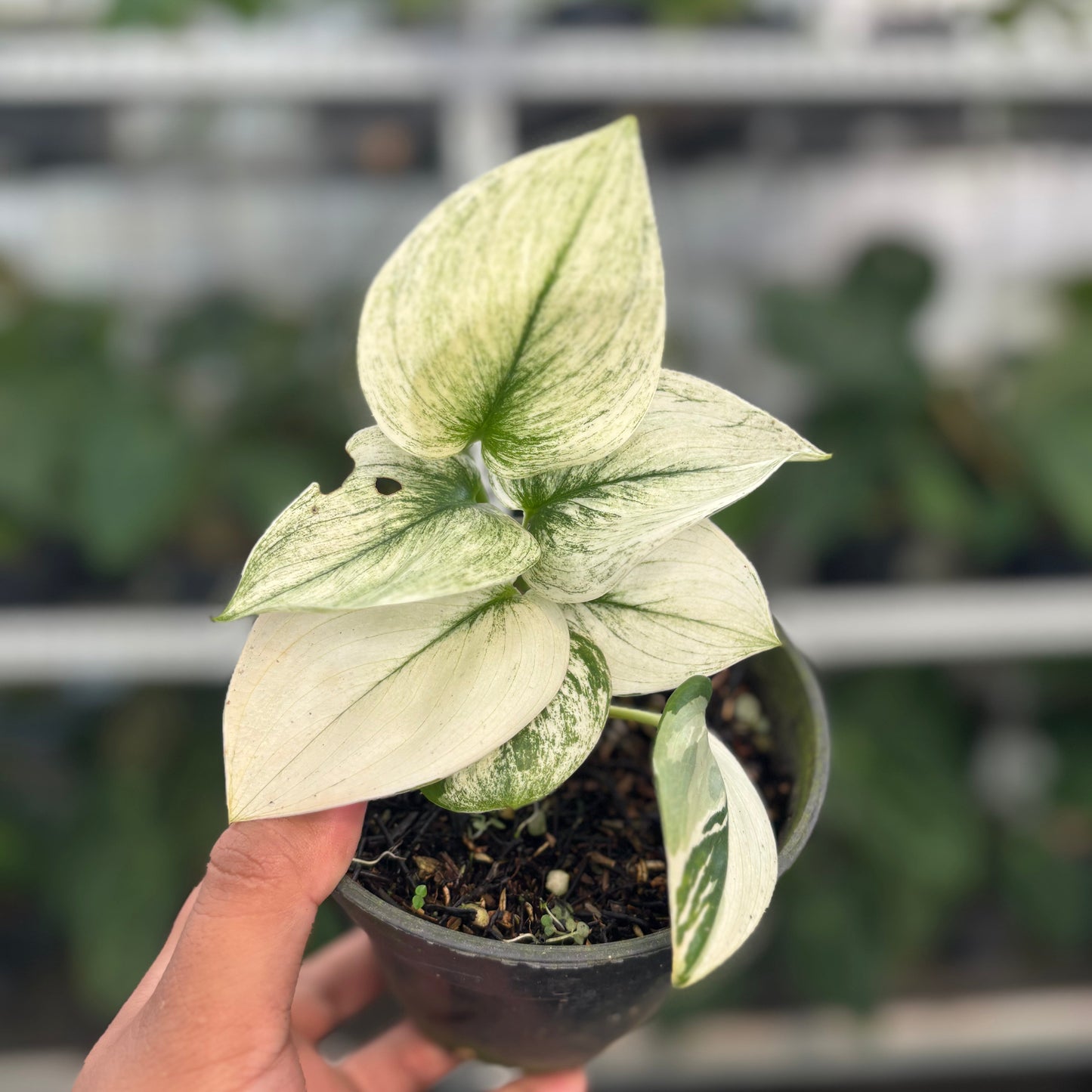 Scindapsus Moonlight White Mint - Indonesian Rare Plants