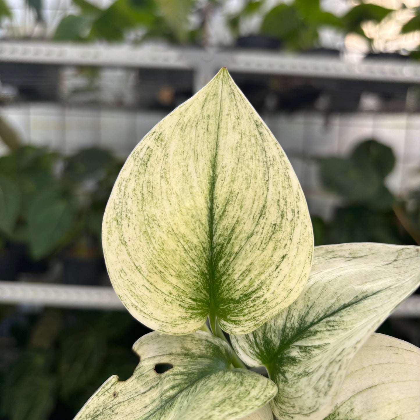 Scindapsus Moonlight White Mint