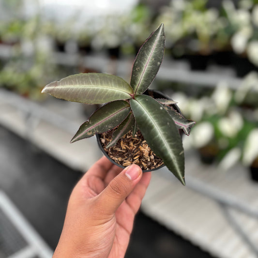 Labisia Pumila “Silver Pink" - Indonesian Rare Plants