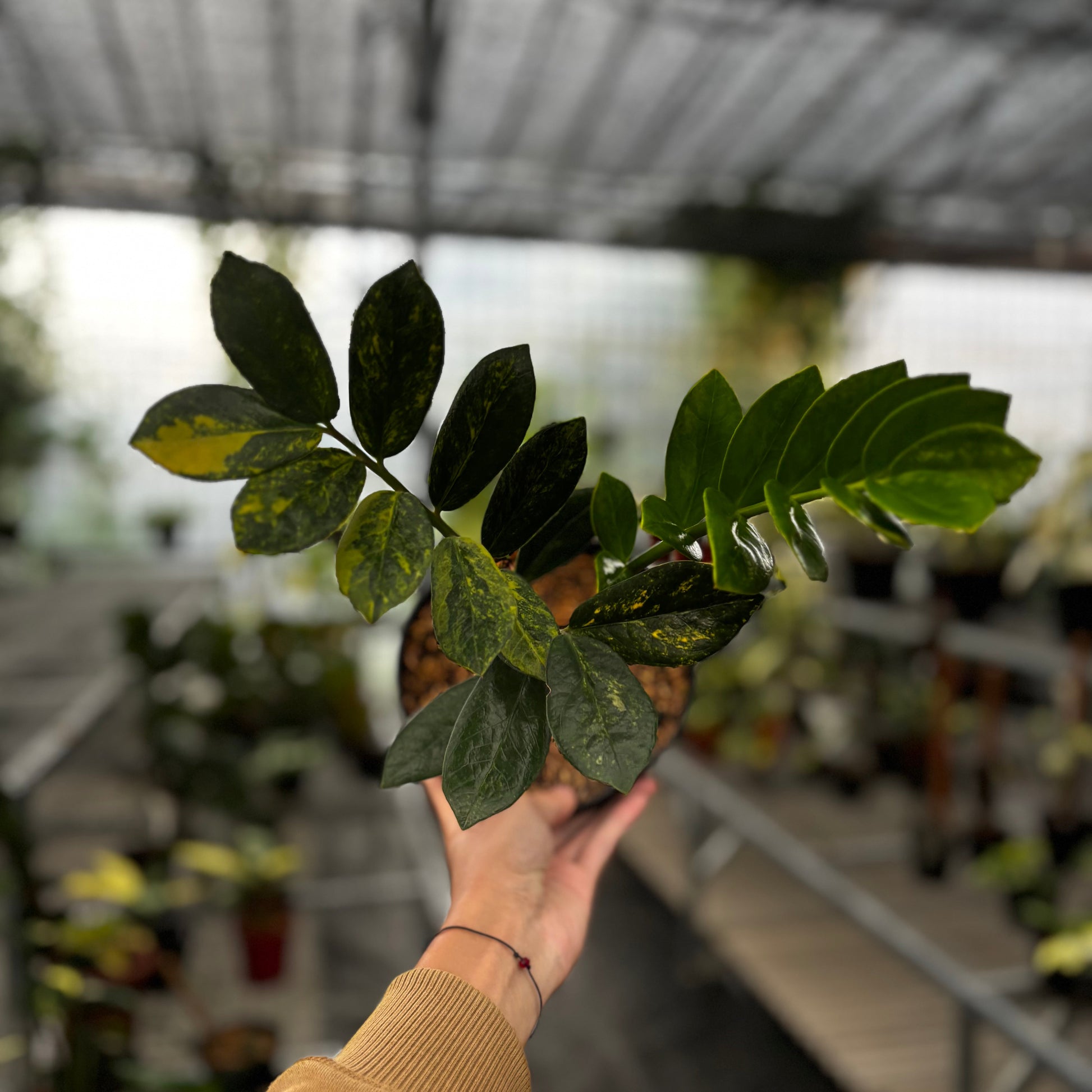 Zamioculcas Zamiifolia Variegated - ZZ plant - Indonesian Rare Plants