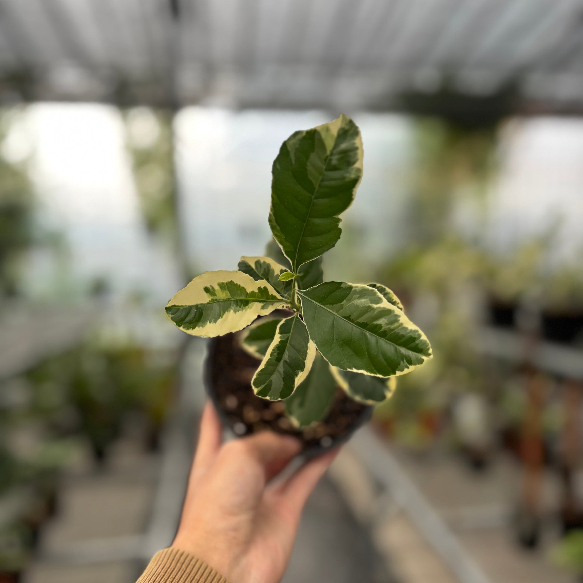 Lemon Variegated - Indonesian Rare Plants