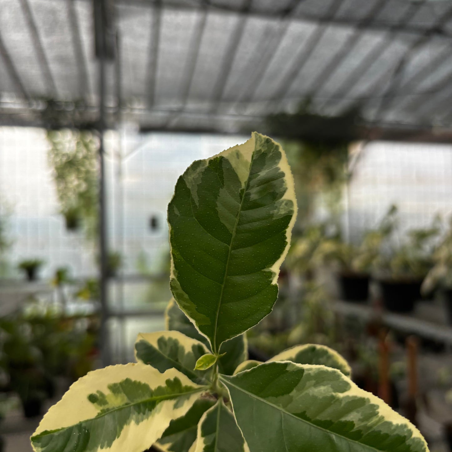 Lemon Variegated