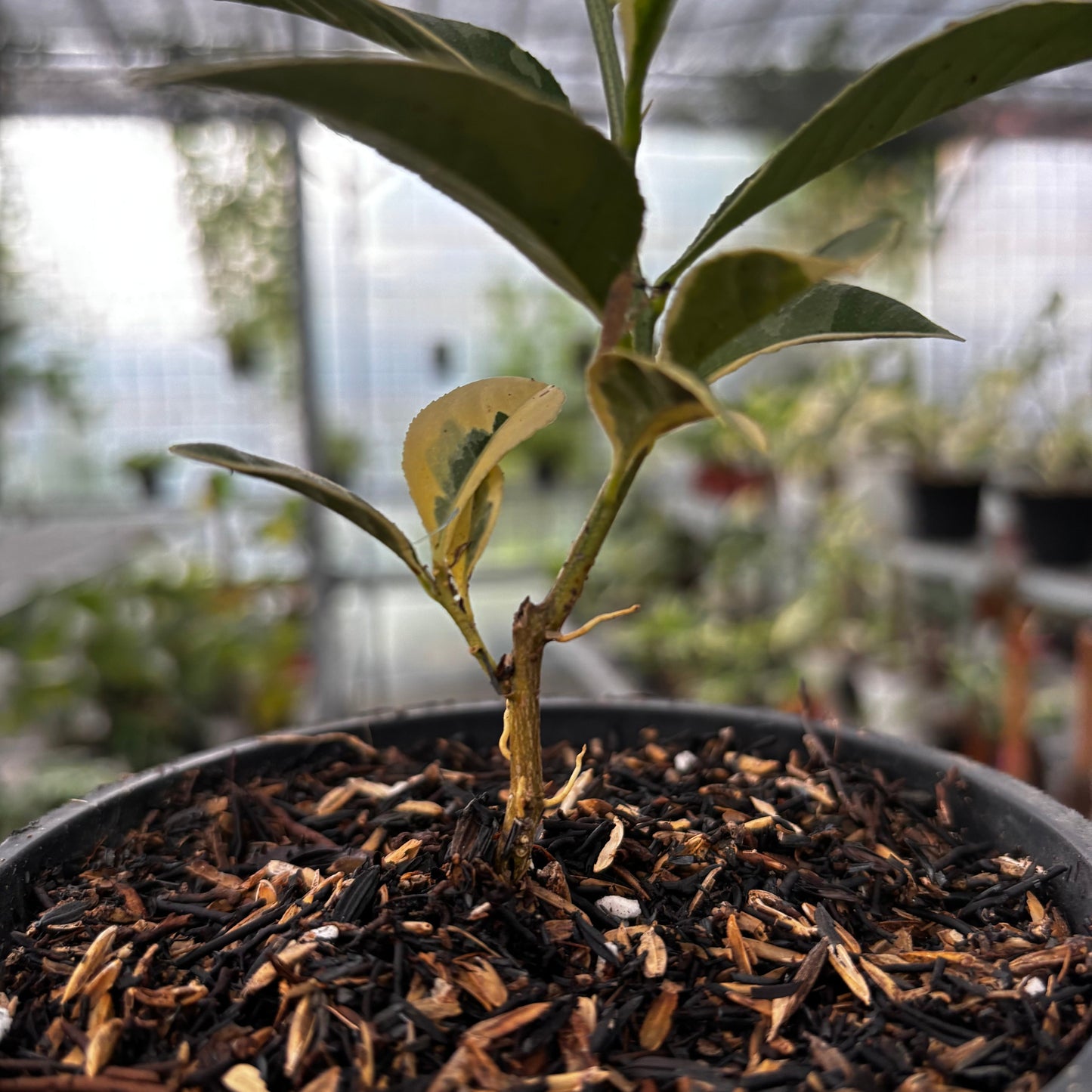 Lemon Variegated