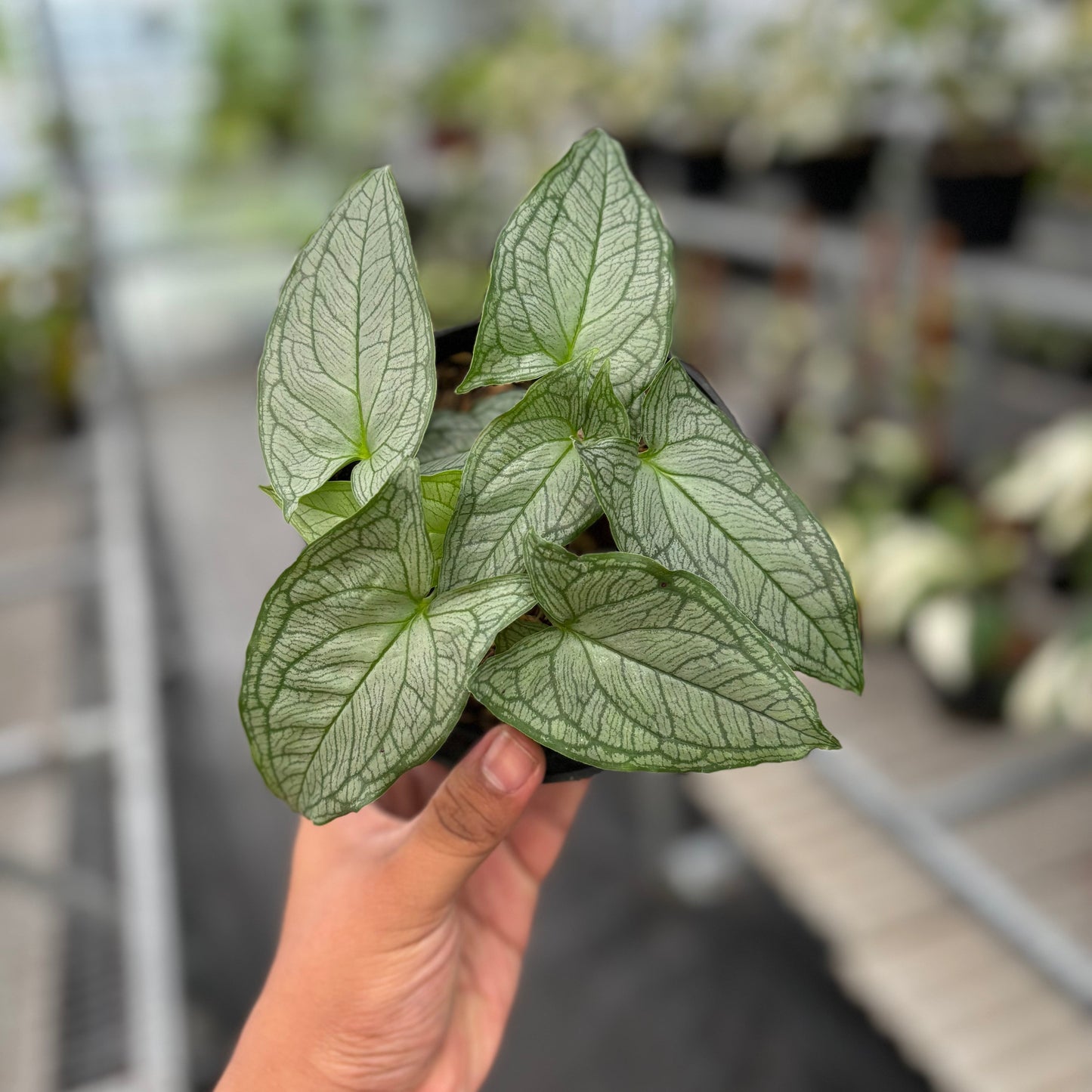 Appendiculata Hapeline Silver - Indonesian Rare Plants