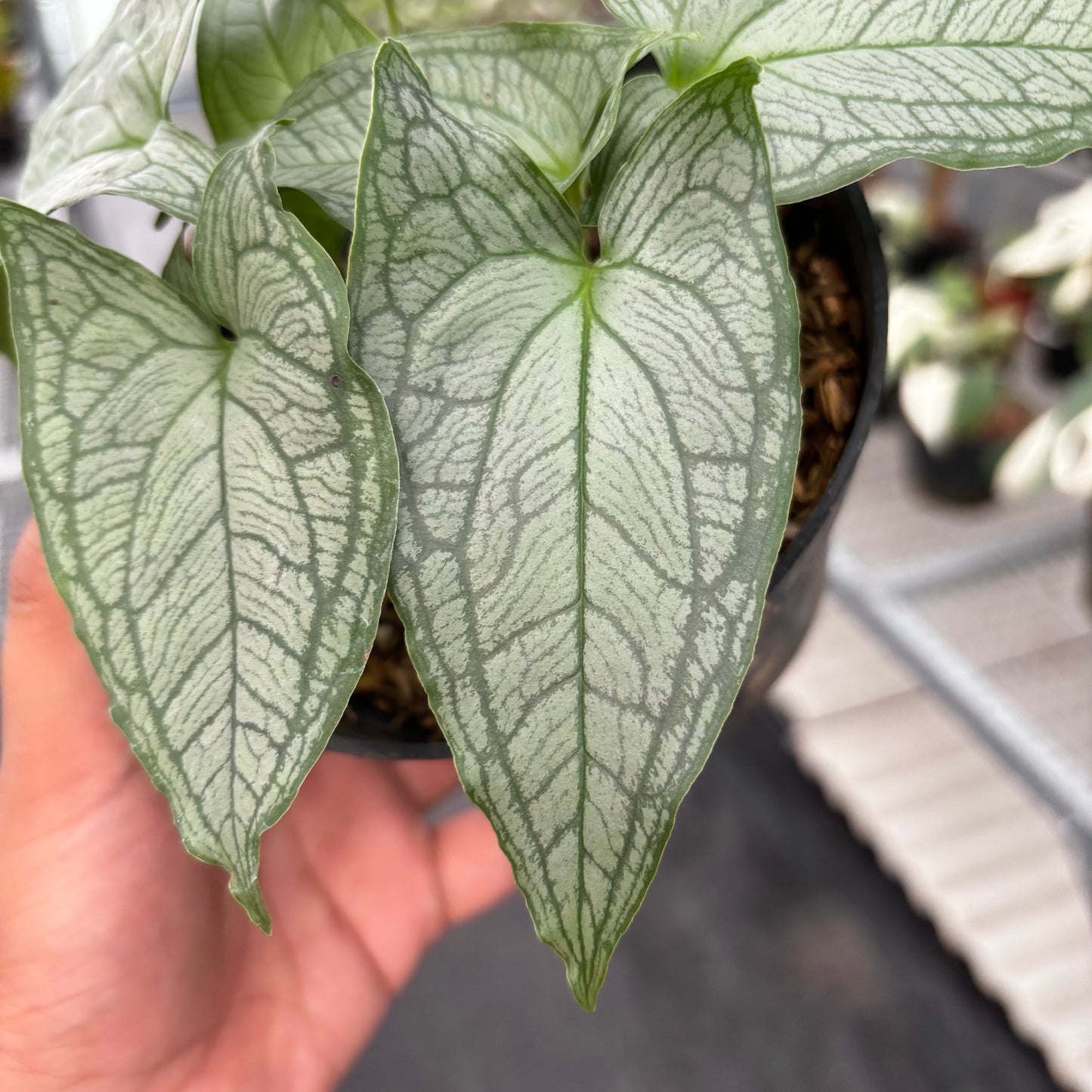 Appendiculata Hapeline Silver