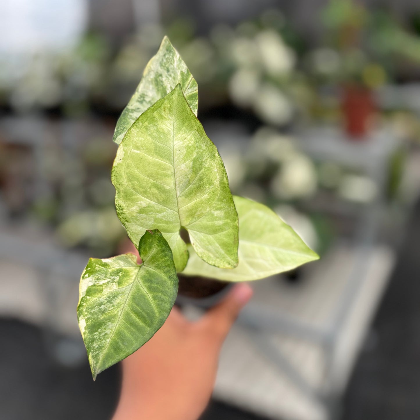Syngonium White Butterfly Variegated - Indonesian Rare Plants