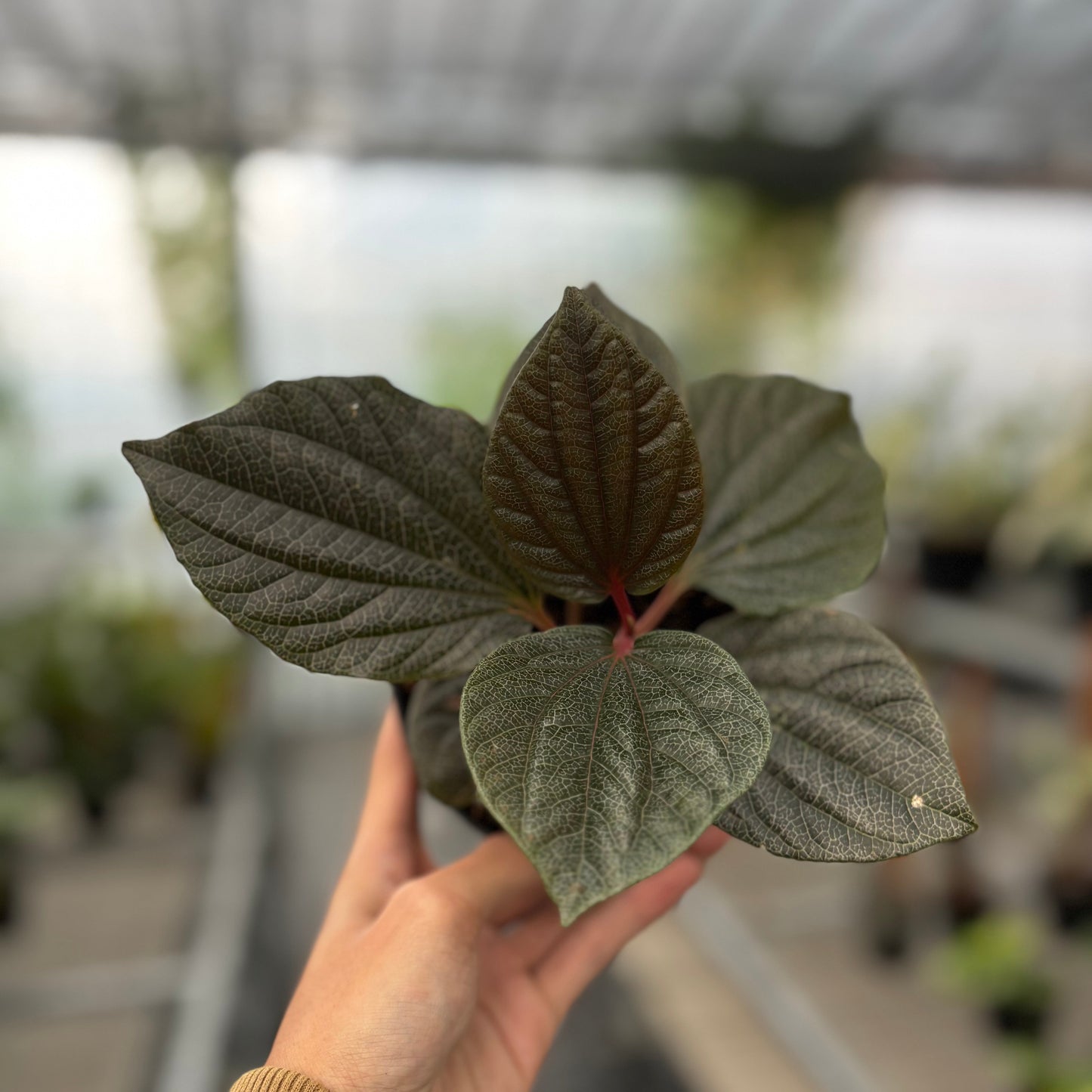 Piper Red Sp Borneo — rare Indonesian plant