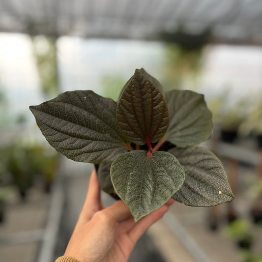 Piper Red Sp Borneo — rare Indonesian plant