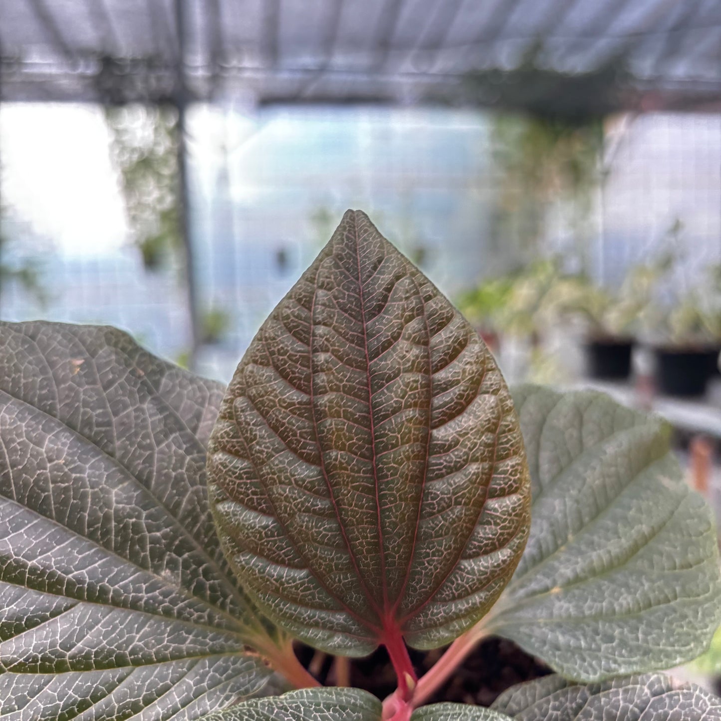 Piper Red Sp Borneo — photo 2