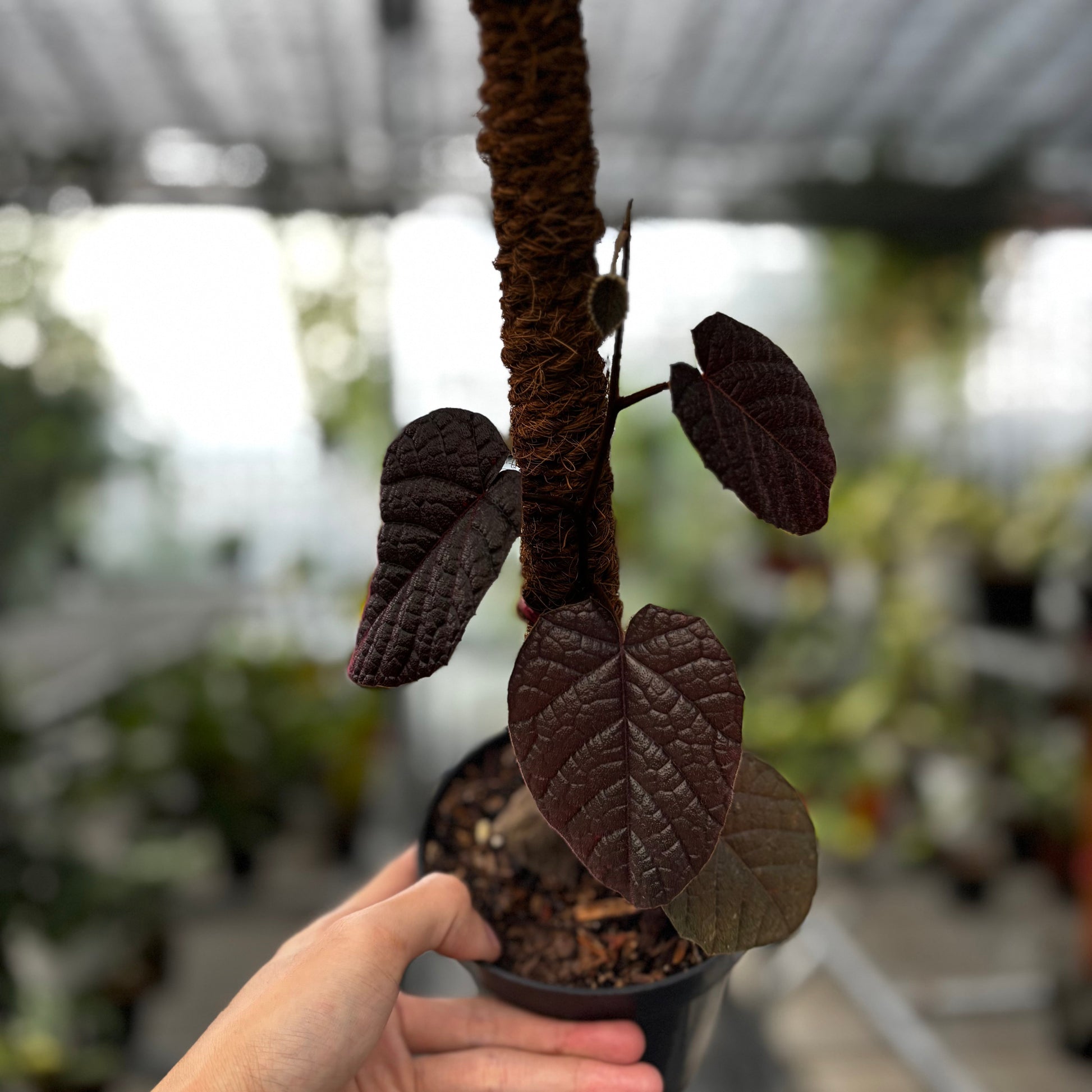 Piper Batman New - Indonesian Rare Plants