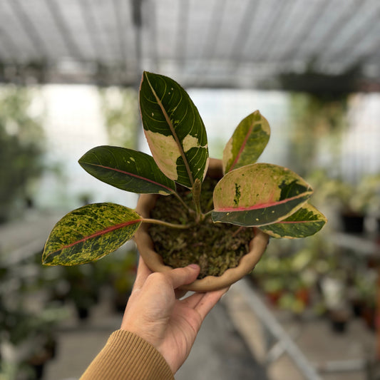 Aglaonema Donacarmen Santi Variegated - Indonesian Rare Plants