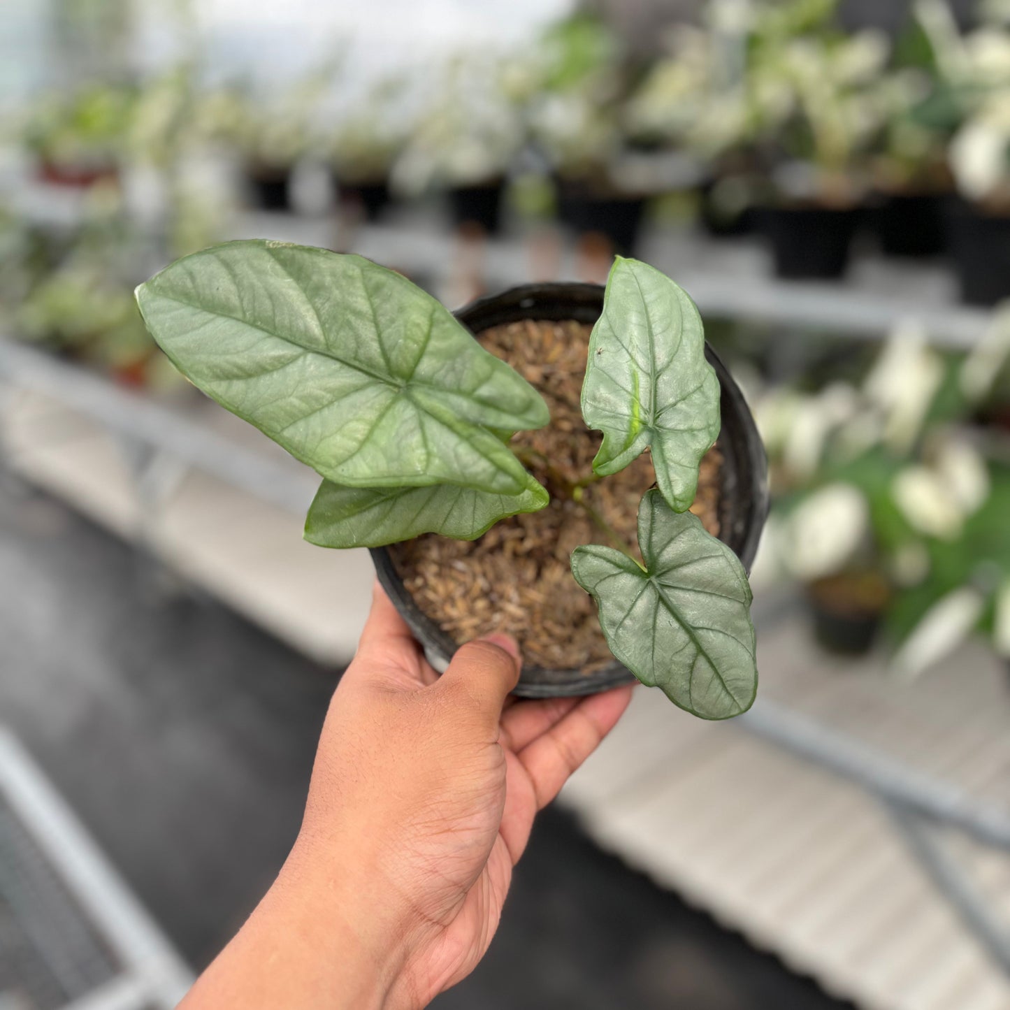 Alocasia Corazon - Indonesian Rare Plants