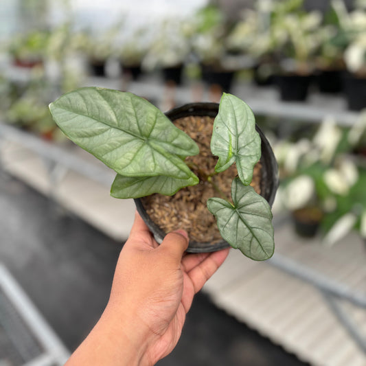 Alocasia Corazon - Indonesian Rare Plants
