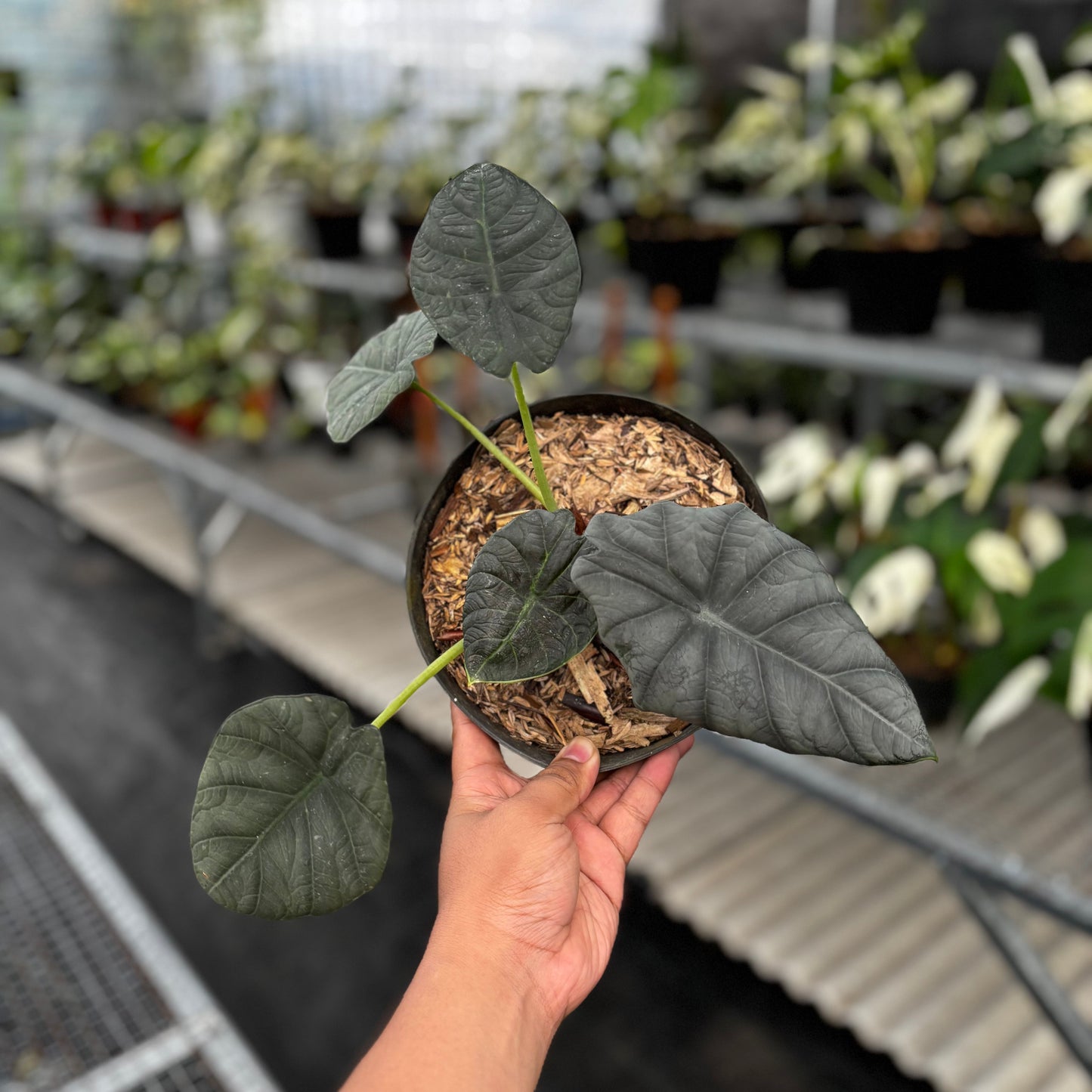 Alocasia Maharani - Indonesian Rare Plants