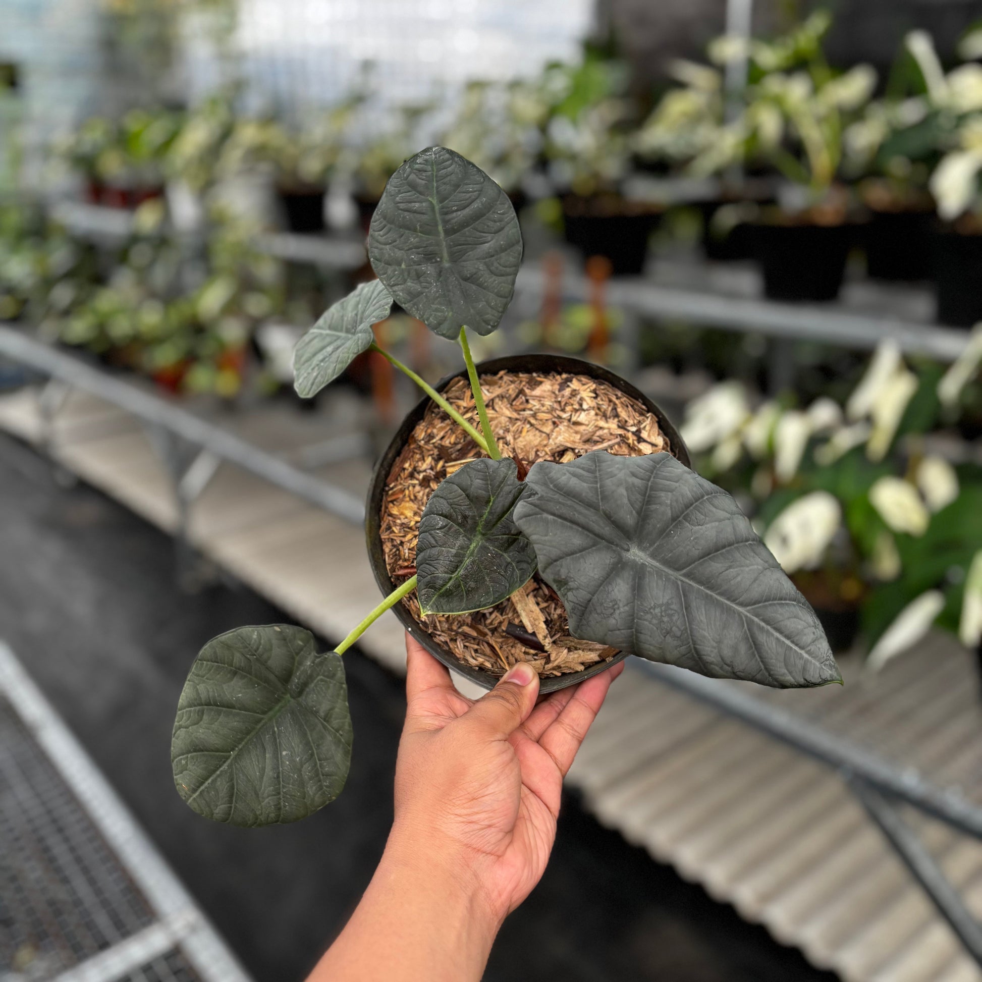 Alocasia Maharani - Indonesian Rare Plants