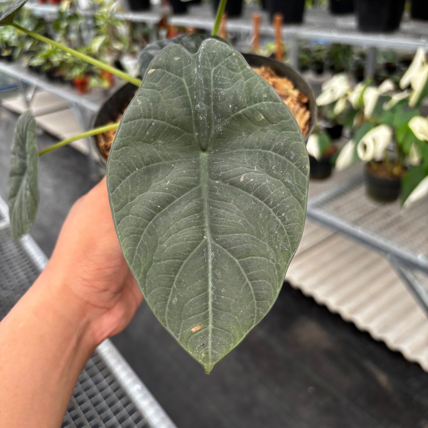 Alocasia Maharani