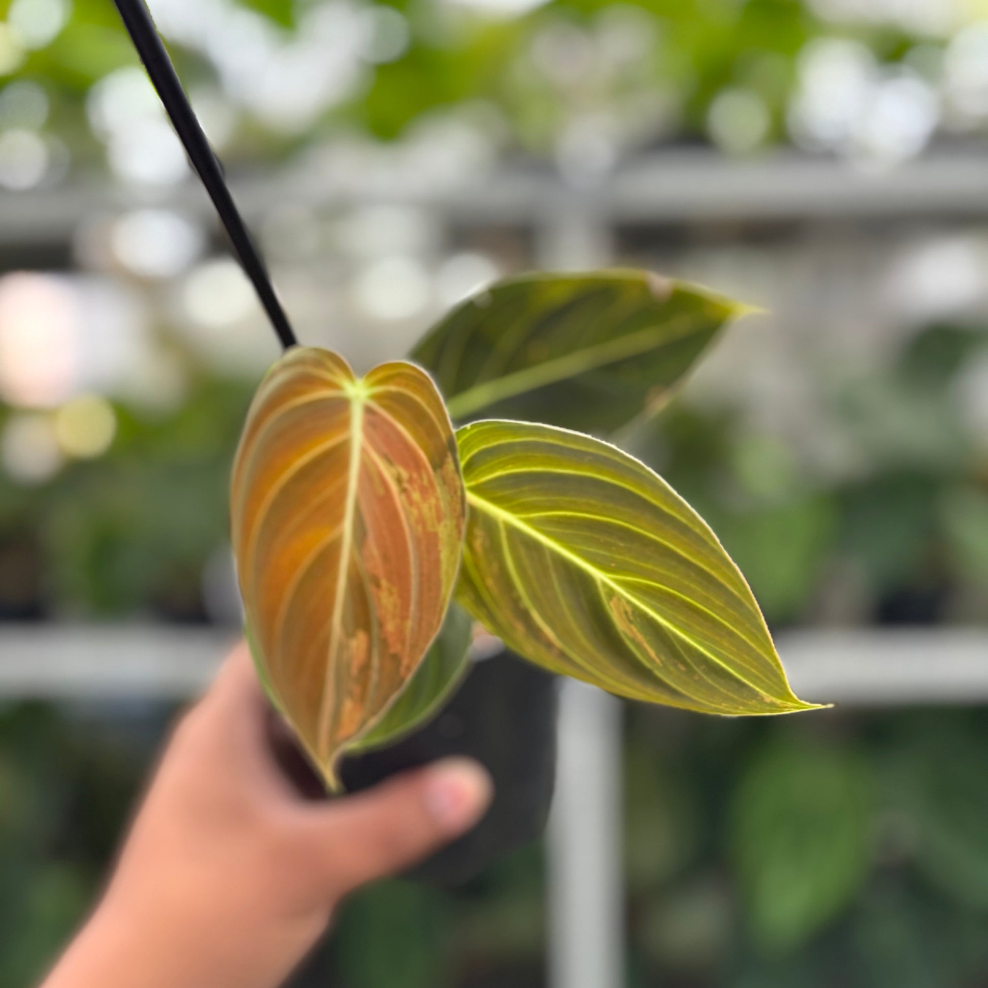 Philodendron Melanochrysum Variegated - Indonesian Rare Plants