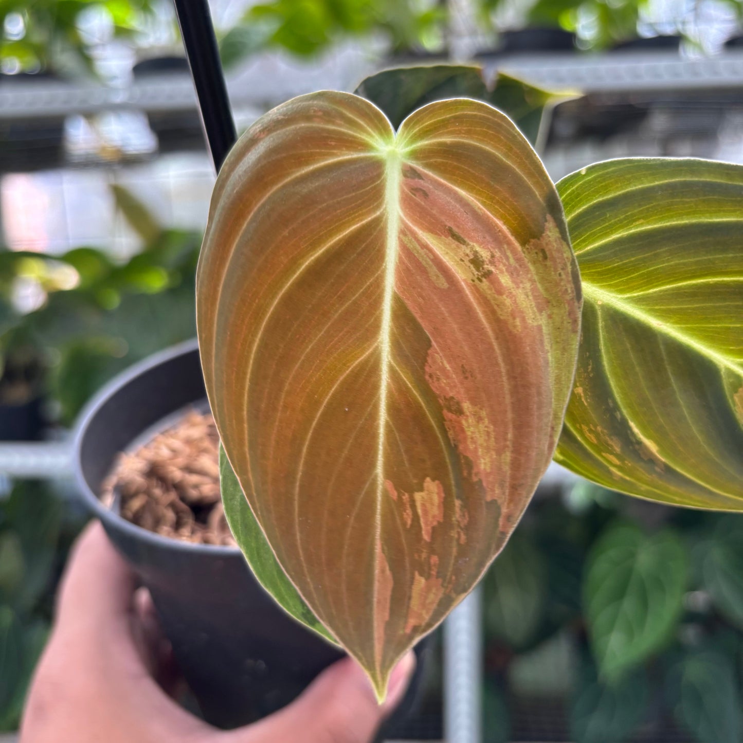 Philodendron Melanochrysum Variegated