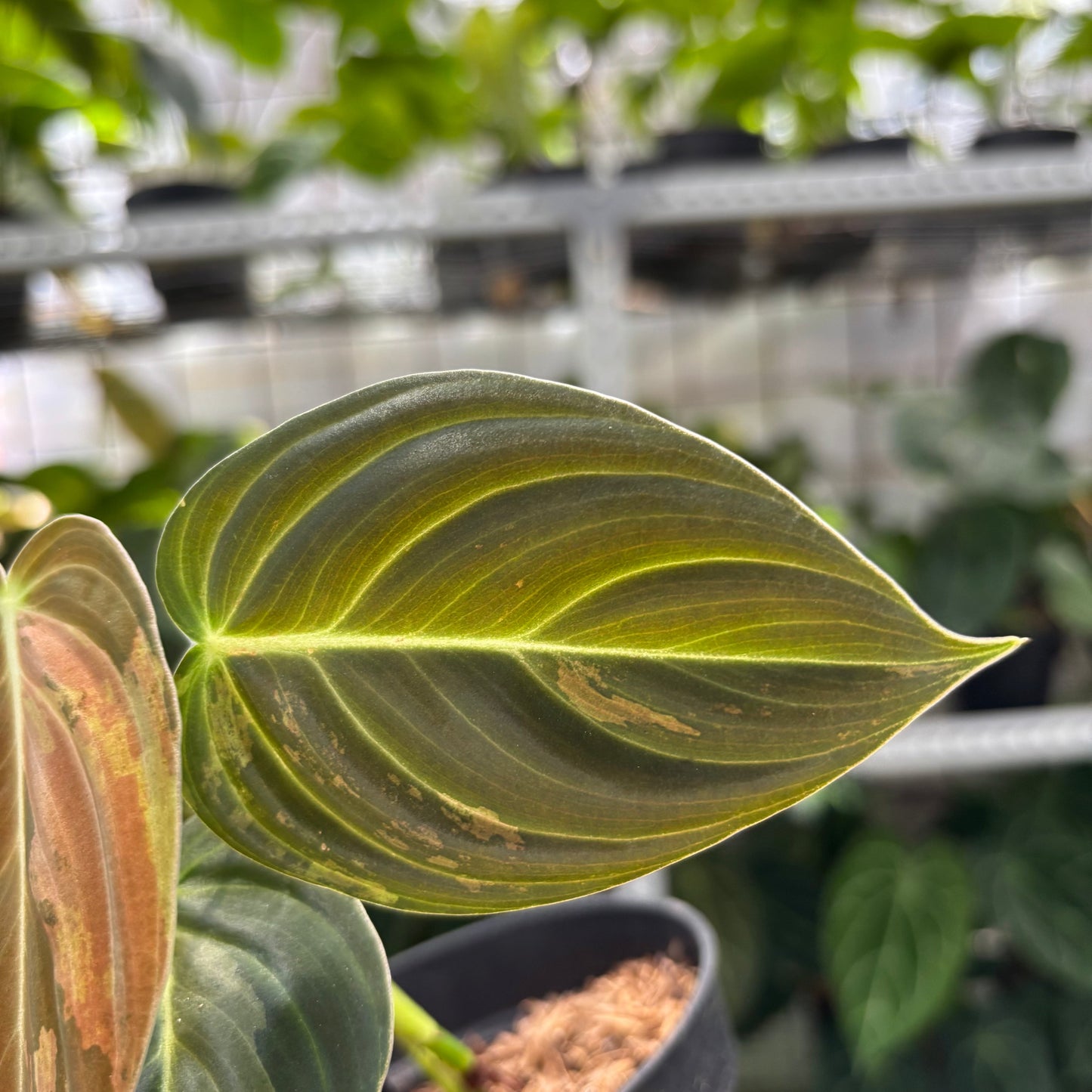 Philodendron Melanochrysum Variegated