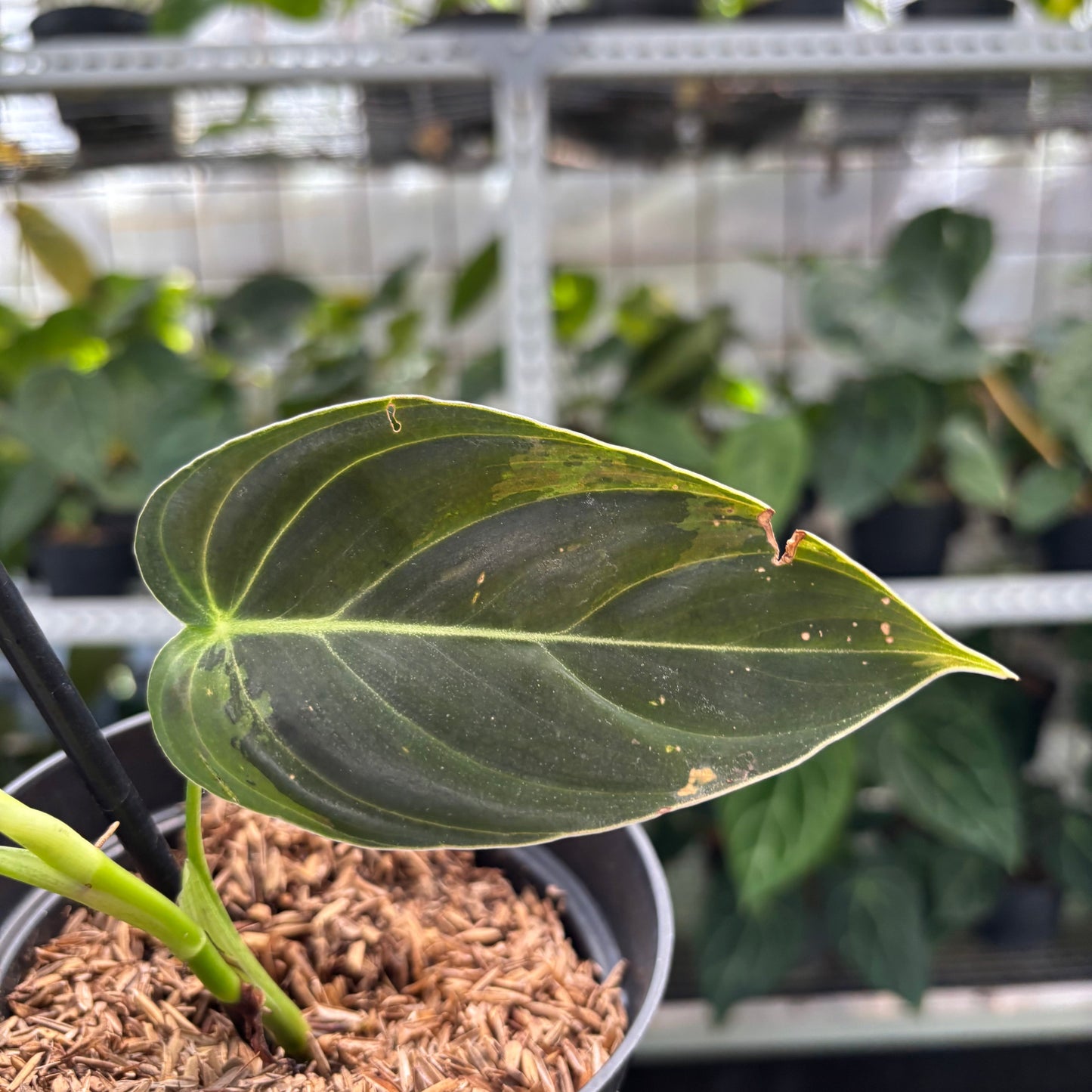 Philodendron Melanochrysum Variegated