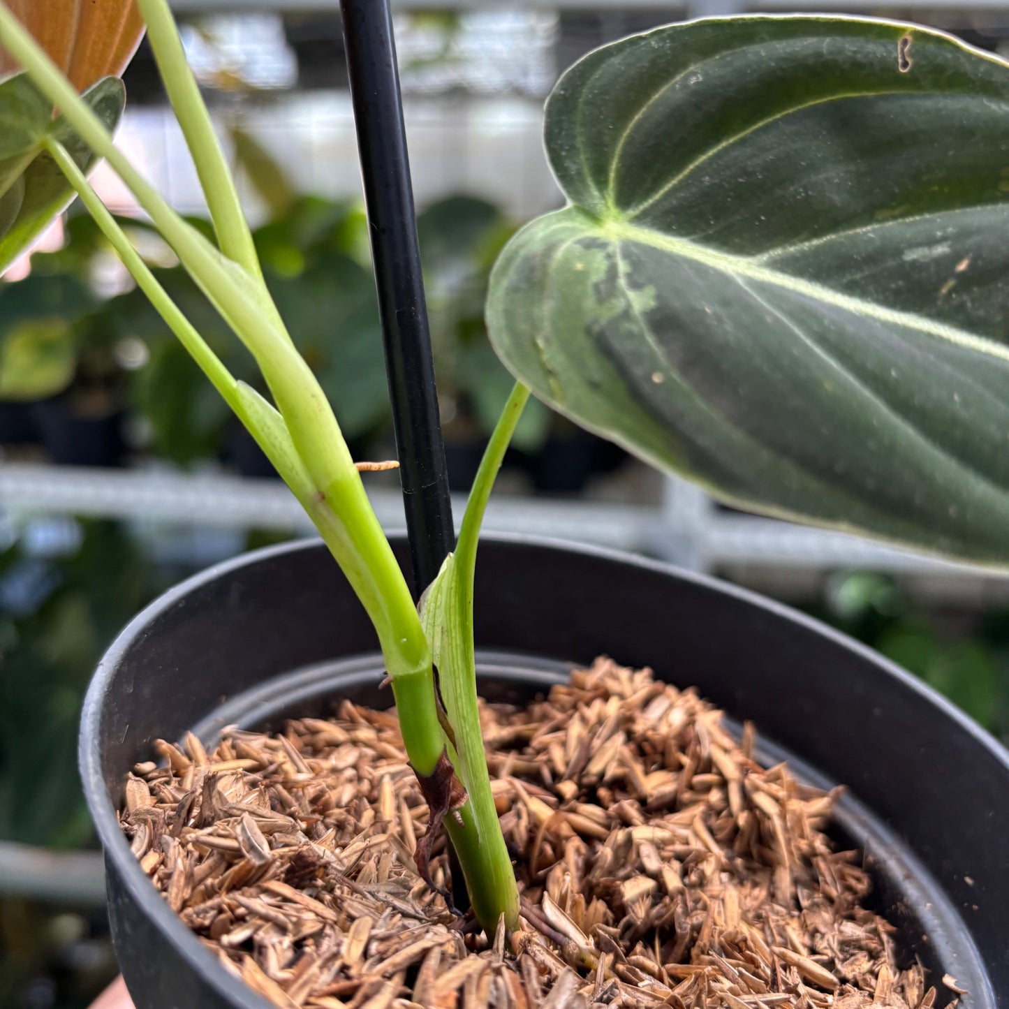Philodendron Melanochrysum Variegated