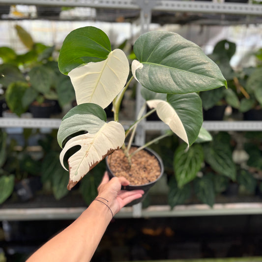 Monstera Albo Halfmoon - Indonesian Rare Plants