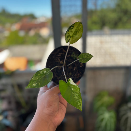 Alocasia Flemingiana Variegated - Indonesian Rare Plants