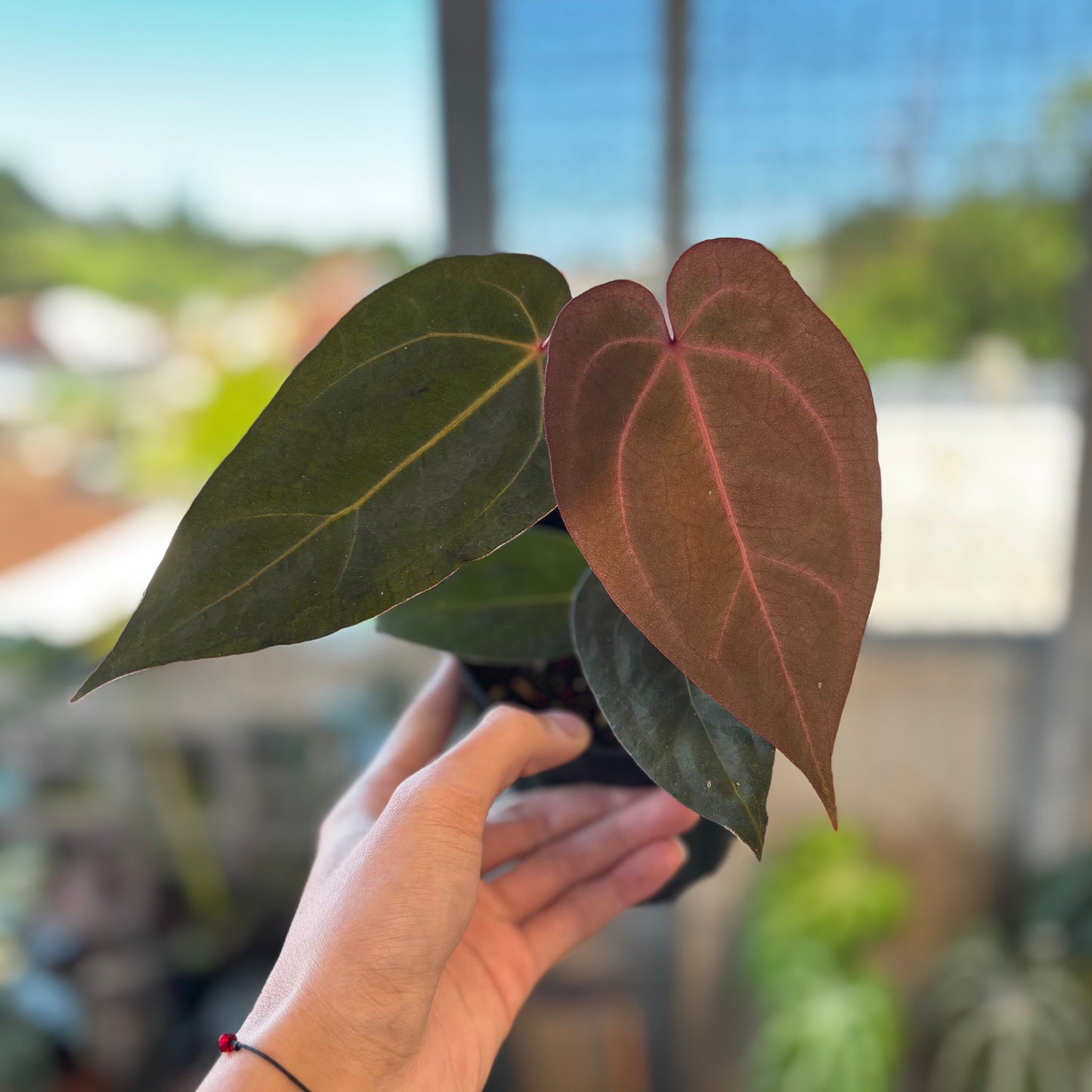 Anthurium AOS x Port SKG x A. Zara Michelle - Indonesian Rare Plants