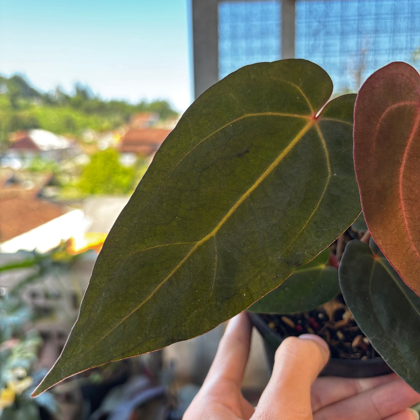 Anthurium AOS x Port SKG x A. Zara Michelle