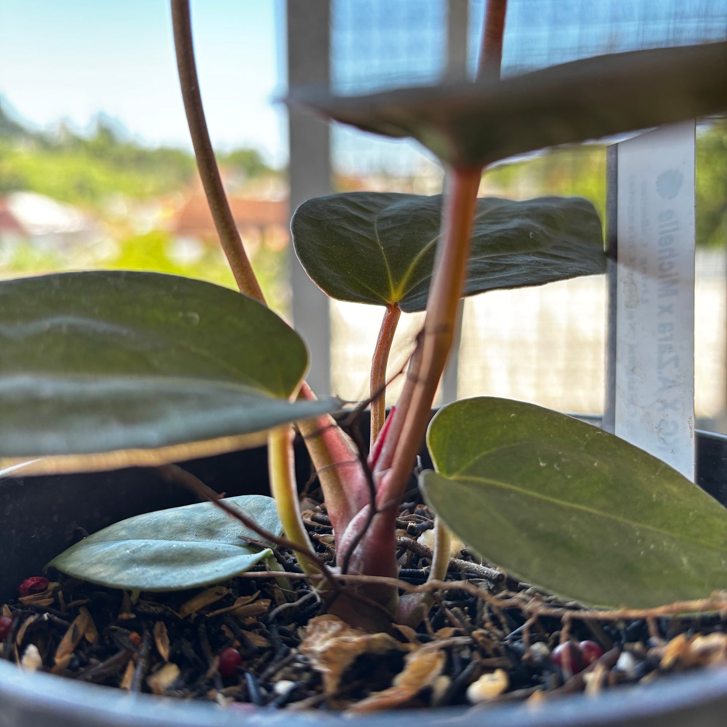 Anthurium AOS x Port SKG x A. Zara Michelle