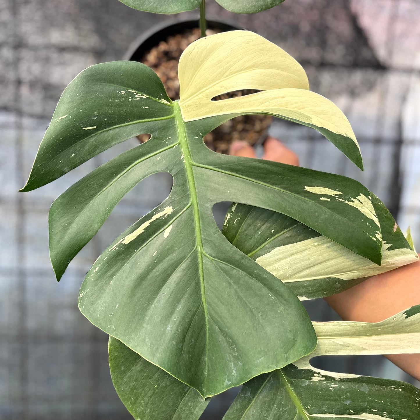 Monstera Jungle Mint