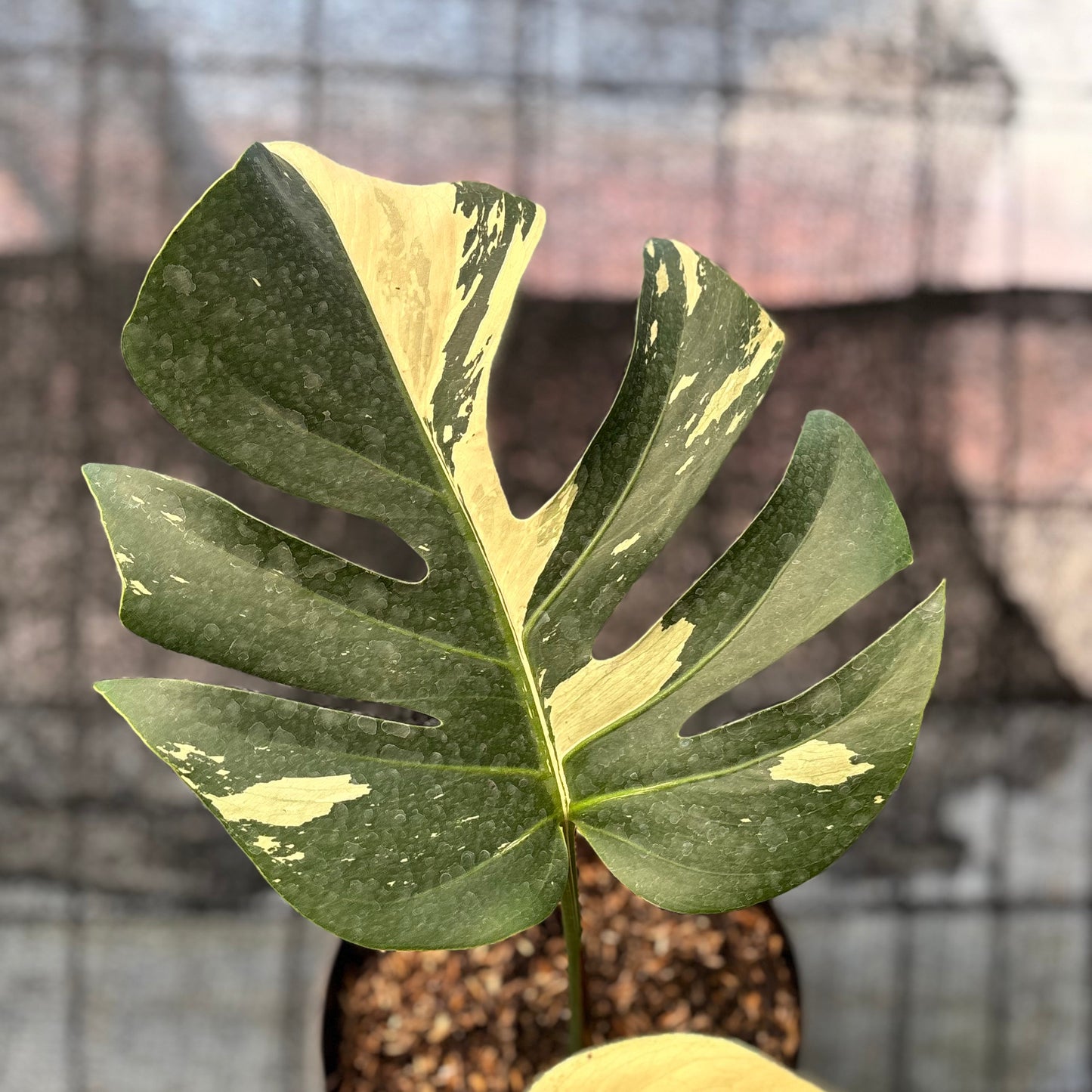 Monstera Jungle Mint