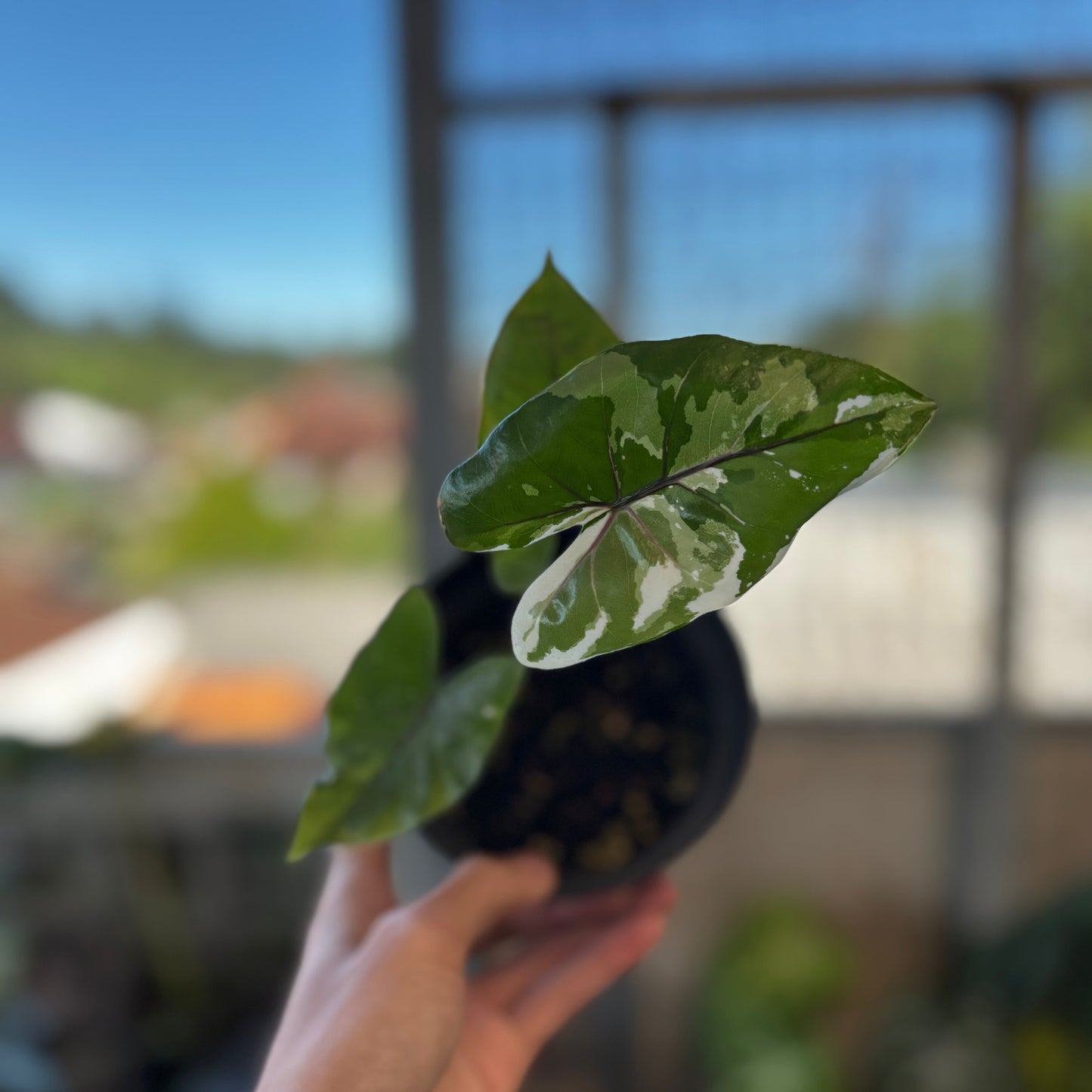 Alocasia Black Steam - Indonesian Rare Plants